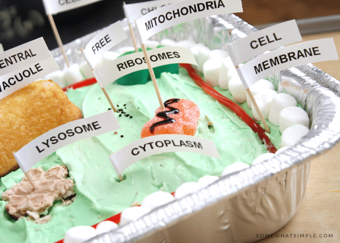 animal cell model project food