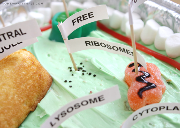 Edible Plant Cell Model Cake (+ Labels) - Somewhat Simple