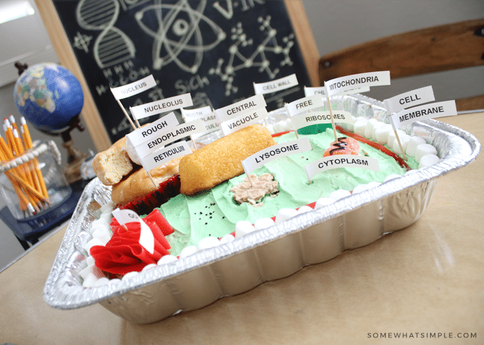 Plant Cell Model Cake – Eclectic Homeschooling