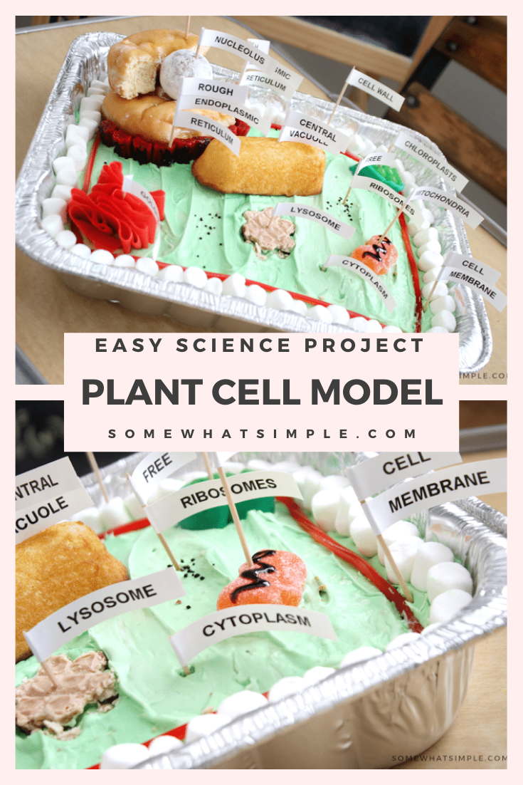 Edible Plant Cell Model Cake Labels Somewhat Simple